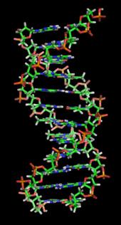 Biology Review: For our purposes, DNA & RNA can be thought of as a