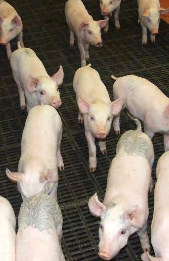 18 AHDB Yearbook 2015-2016 AHDB Yearbook 2015-2016 19 International cost of pig production Table 5: Average costs of production in 2008-2014 ( /kg deadweight) This report examines the relative costs
