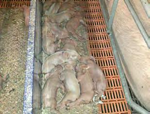 54 AHDB Yearbook 2015-2016 AHDB Yearbook 2015-2016 55 Sorting pigs at weaning in order to reduce variability and improve the efficiency of pig production systems Research partners: Newcastle