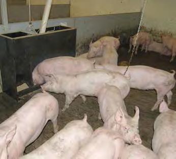 68, 0.77 and 0.85m 2. Pigs were monitored over five batches from nine weeks through to slaughter. Findings: There was no significant impact of the varying space allowances on performance as a whole.