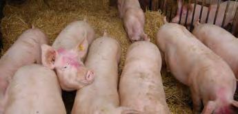 Table 27: Variation in daily liveweight gain (DLWG) of pigs housed at different stocking densities Age (weeks) DLWG increase (g/day) Total additional growth (g) 9-11 11.13 156 11-13 NS* NS* 13-15 31.