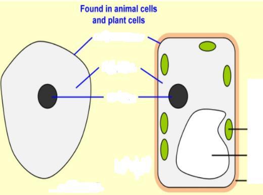 Q.9 Differentiate between the following: Cells Tissues Muscle cell Palisade cell Chloroplast Chlorophyll Q.10a Identify the parts of the cell.