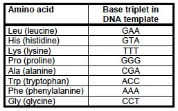QUESTION 2: 8minutes (Taken from DoE November 2009) The table below shows the DNA base triplets that code for different amino acids.