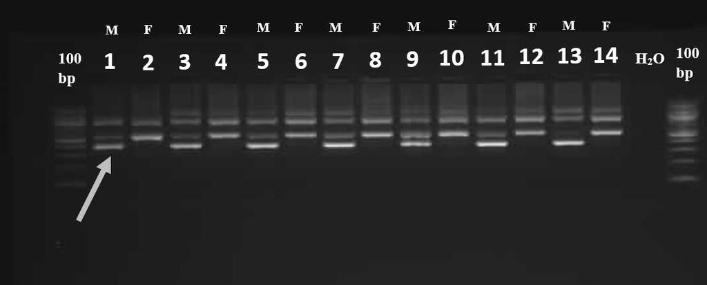 126 Hmeljarski bilten / Hop Bulletin 24(2017) The results of PCR amplification in case of SCAR119 are partly in accordance to result of Mendel et al.