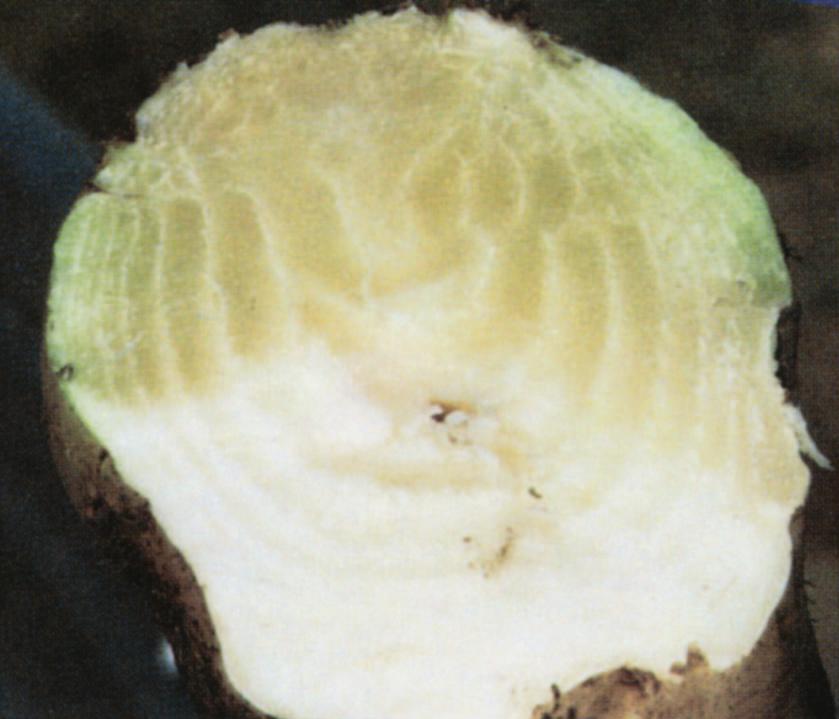 Fig. 9 Fig. 10 Frost One of the greatest threats to successful storage is frost damage to roots before they are stored.