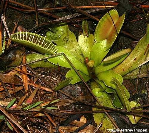 o Sun dew o Pitcher plants These