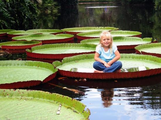 Water Lily in Bok Tower Gardens, Orlando, FL http://attractionsmagazine.