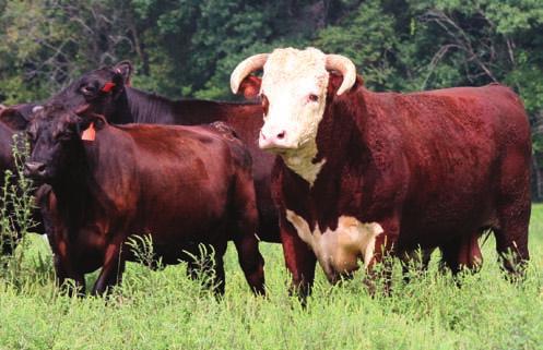 Herefords Undisputed Role in the Industry by Craig Huffhines, American Hereford Association executive vice president Whiteface HEREFORDS Efficiency Experts August 2009 For several years now, I have