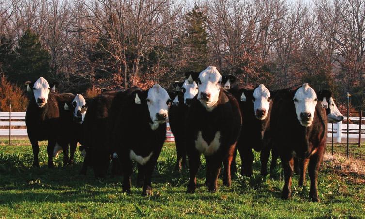 Project Proves Profitability of Hereford-Angus Cross Economic analysis of Circle A Ranch Heterois Project results predicts an advantage of $514 net per cow over a period of 10 years.