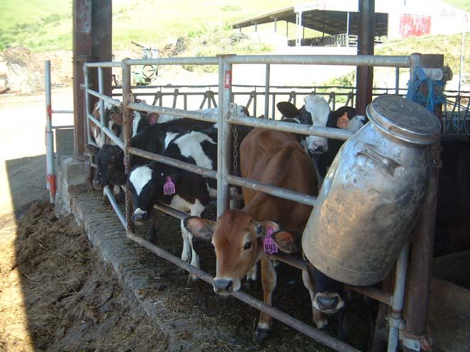 205.236 Origin of Livestock The law states: Dairy Animals must be under Organic Management for at least One Year Before their Milk can be