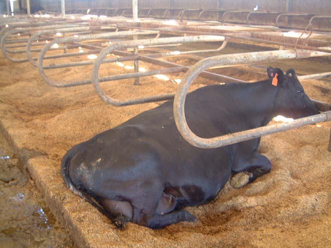 205.239 Livestock Living The law states: The producer must provide clean, dry bedding.
