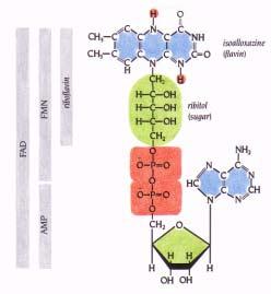 Figure 10.2 Certain redox-active enzymes, such as oxidases, use flavin nucleotides, FMN and FAD, as cofactors.