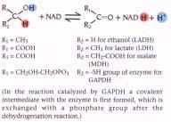 lactate (LDH), malate (MDH), and glyceraldehyde-3-phosphate (GAPDH) (see Table 10.