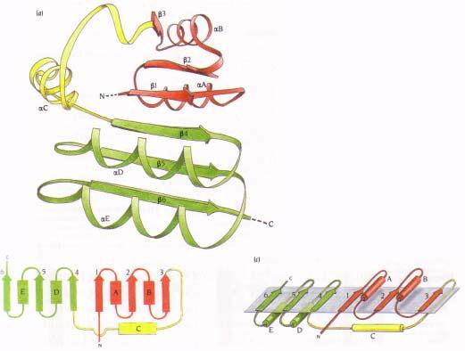 The NAD-binding domain is an open, parallel six-stranded ß sheet with helices on both sides of the sheet (Figure 10.7a and c).