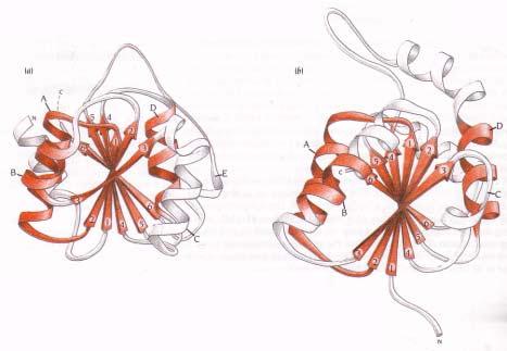Figure 10.8 The six β strands and three of the four a helices form a common structural framework (red) in the NAD-binding domains of LADH, LDH, and GAPDH.