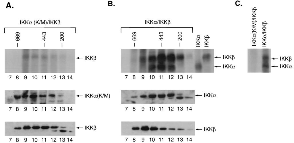 3660 YAMAMOTO ET AL. MOL. CELL. BIOL. FIG. 4. IKK phosphorylation of IKK in the IKK complex.