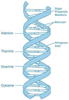 DNA, Replication and RNA The structure of DNA DNA, or Deoxyribonucleic Acid, is the blue prints for building all of life. DNA is a long molecule made up of units called NUCLEOTIDES.