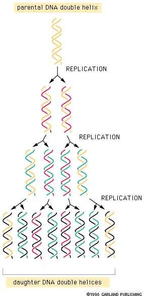 DNA Replication Semiconservative Daughter DNA is a double helix with 1 parent
