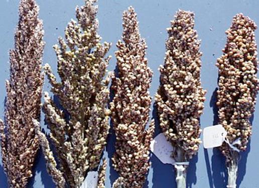 evaluate resistance to grain mold/weathering. Sinthiou Maleme research station is in the most important sorghum-growing zone, with 800-900 mm of rainfall annually.