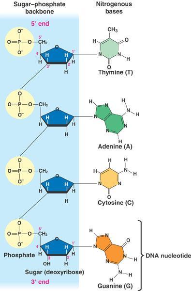 DN: Molecular basis of Inheritance Structure of DN DN is polymer
