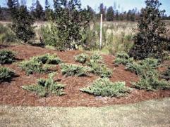 Although pine straw popularity is fairly recent in Texas, it has been a popular landscape ground cover throughout the South for the past 25 years.