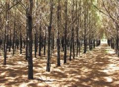 Studies indicate that as few as two harvests within 3 years can reduce wood production of some stands by 50 cubic feet per acre compared to sites where no pine straw is harvested.
