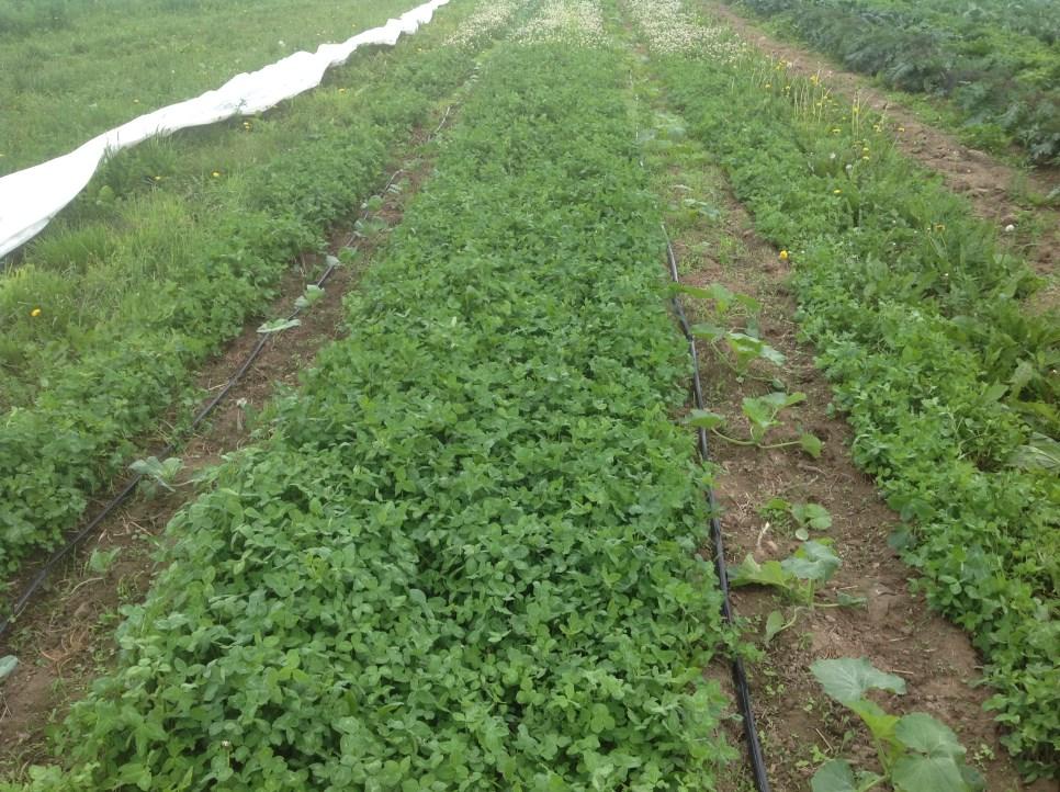 3. Brussels sprouts planted into established clover aisles can work with little yield loss and mowing clovers between these upright plants is fairly quick and easy.