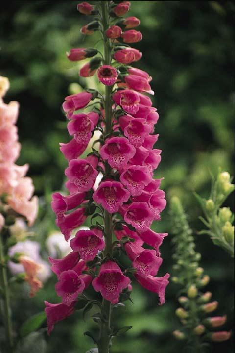 Biodiversity and Medicine Wild species are the original source of many medicines. For example, a foxglove plant contains compounds called digitalins that are used to treat heart disease.