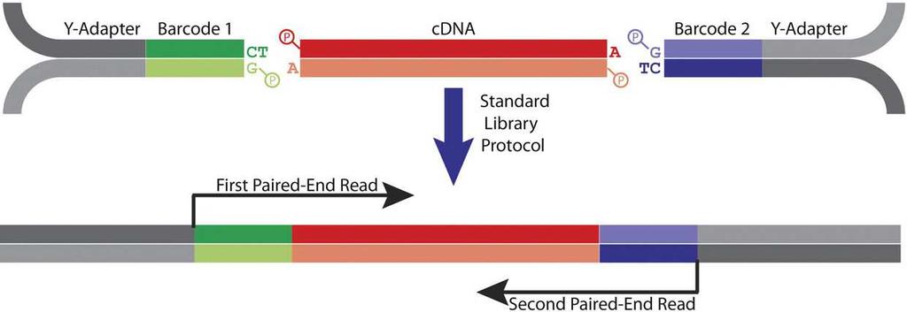 Platform specifics Paired-end sequencing Align reads separately Choose from