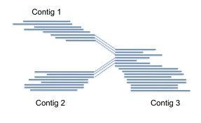 Contigs Contiguous, unambiguous stretches of assembled DNA sequence Contigs ends correspond to