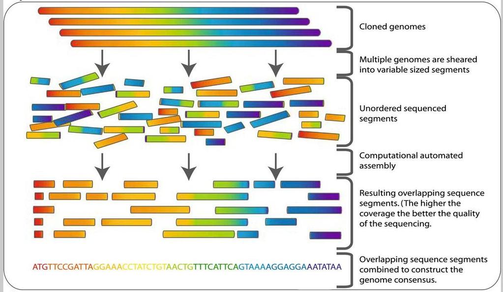 Overlap - Layout - Consensus Amplified DNA Shear