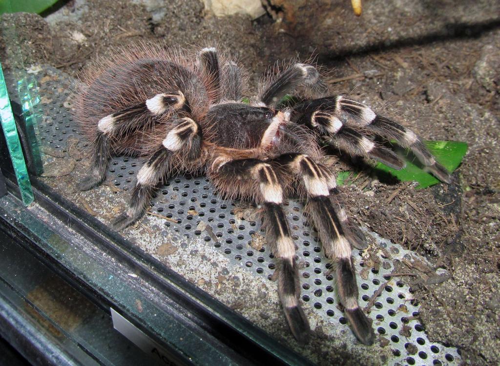 Example: Coverage of the Tarantula genome The size estimate of the tarantula genome based on k-mer analysis is 6 Gb and we sequenced at 40x coverage from