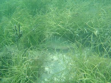 EFH and Lake Worth Lagoon Marine and estuarine habitats are designated as EFH for species managed under fishery management plans