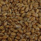 15m 3 pellet Wheat Grains Food vs.