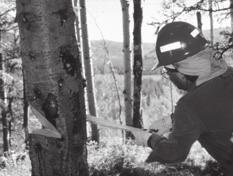 Analyze the operation. The stump gives the best critique of the felling operation (figure 4 20). Before approaching the stump, look in the tops of the surrounding trees for new overhead hazards.