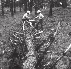 Figure 4 21 A horizontal cut and a sloping cut make up the undercut. The back cut is the third cut needed to fell a tree. Figure 4 20 Look at the stump when critiquing a felling operation.