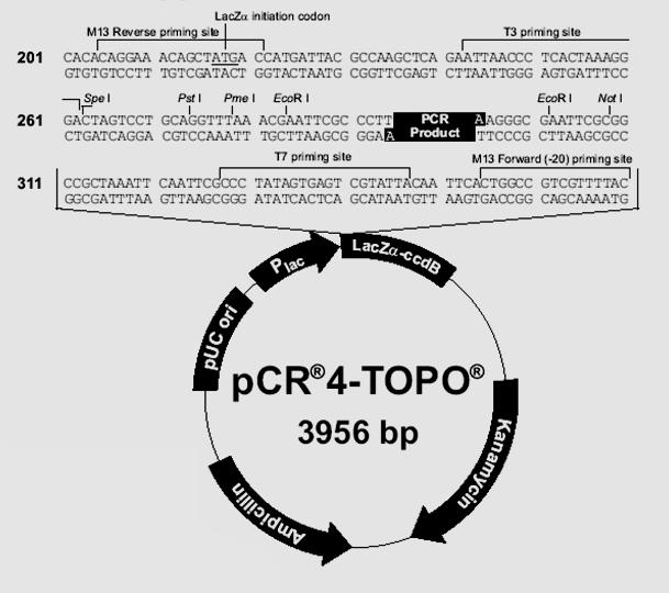 Cloning and Sequencing of PCR Products Amplify specific gene product Clone into plasmid: TA plasmids take advantage of extra base added by Taq