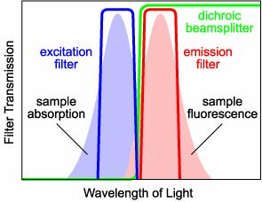 Fluorophores Can be used for end-labeling or dntp labeling Characteristic excitation and emission for each