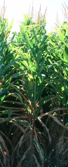 Corn N uptake Grain: 80% before