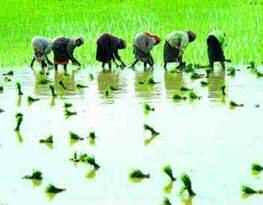 national paddy cultivation can be