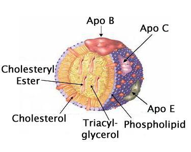 Introduction Lipoproteins are submicroscopic particles composed of lipid and protein held together by noncovalent forces.