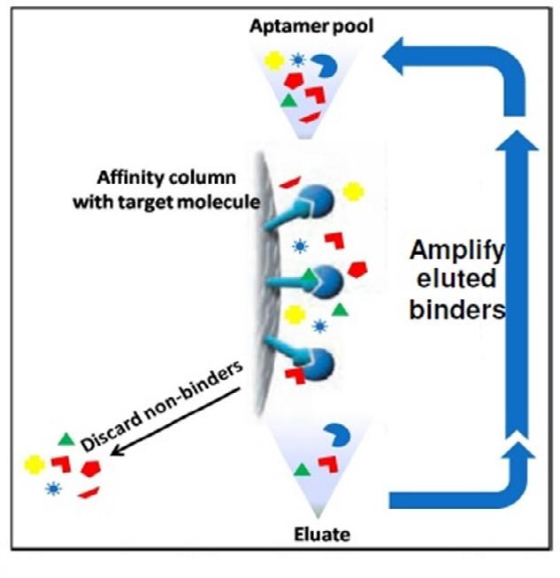 APTAMER SELECTION Aptamers are single-stranded DNA or RNA oligonucleotides selected to have unique three dimensional folding structures for binding to a variety of targets such as proteins, peptides,