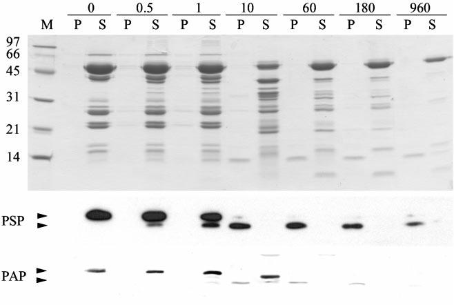 Pancreatic Thread Proteins 21031 FIG. 2.Trypsin activation of pancreatic juice generates 14-kDa products that are protease-resistant and sediment under conditions of low speed centrifugation.