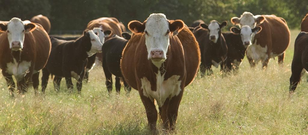 September 7 U.S. Packing Capacity Sufficient for Expanding Cattle Herd Key Points: n The U.S. cattle industry will remain in expansion mode through the end of the decade.