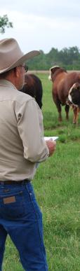 LIVE ANIMAL EVALUATIONS Methods/Procedures One-third of cattle processed during a production day were surveyed for live animal characteristics that may have given producers reason to market those