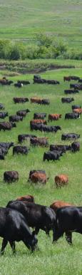 BACKGROUND In the U.S. beef industry, sales of cull breeding animals now contribute up to 20 percent of operational gross revenue for both beef and dairy operations.