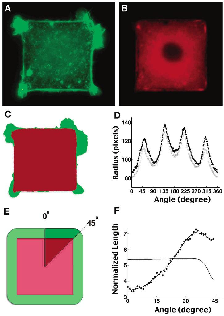 Microcontact Printing and Cell Motility Langmuir, Vol. 19, No. 5, 2003 1613 Figure 2. Geometric control of lamellipodia formation in cells on square adhesive islands.
