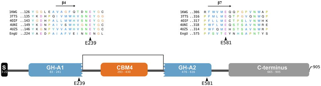 Figure 1. Scheme of the modular architecture of EngU. Segments of the 905 residue EngU sequence with distant similarity to parts of Pfam families are colored in blue (GH42) or orange (CBM4_9).