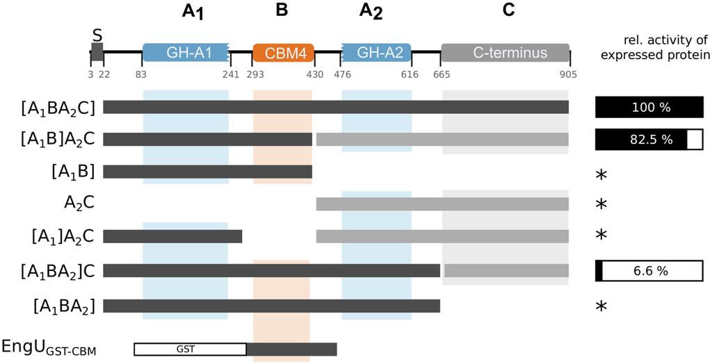 Figure 2. Modular composition of EngU and an overview of EngU variants cloned in petduet.