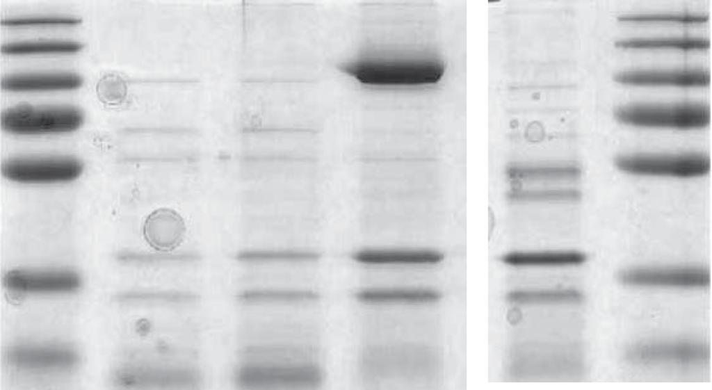 Figure 3. SDS-PAGE of heat-treated extracts from E. coli clones expressing EngU variants. M is the protein molecular weight marker, 10 µg protein per lane were loaded.
